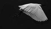 Des King - An Egret taking off